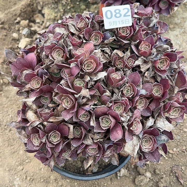 9.15-82玫瑰多肉植物2