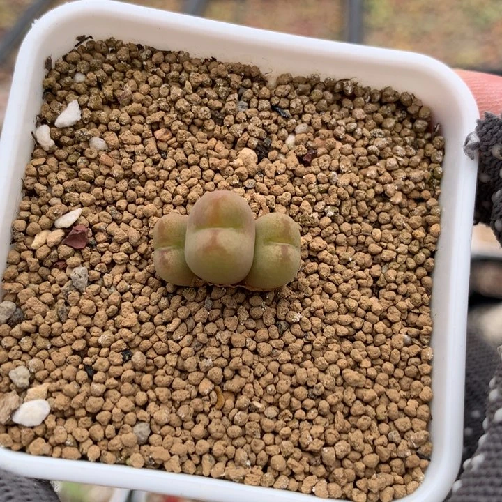 y****.595桃杂一颗一颗