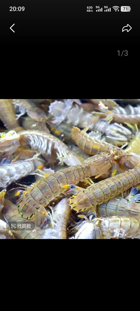 青岛本地码头小号皮皮虾