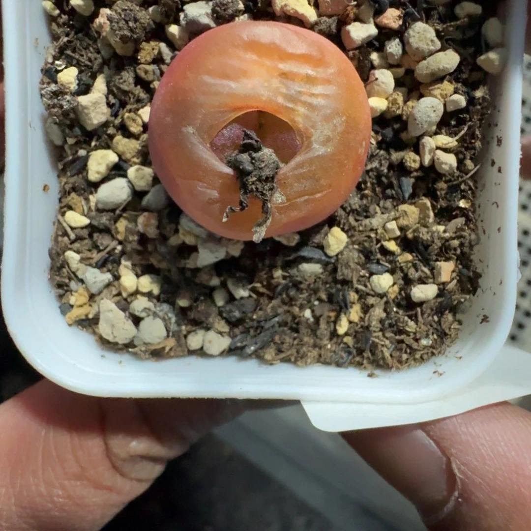 X**c3068。水蜜桃一颗。漂亮