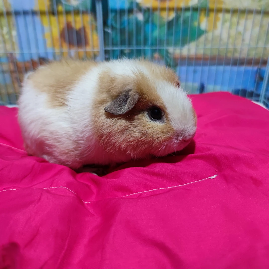 活物豚鼠弟弟小宠物适合家庭喂养健康幼崽