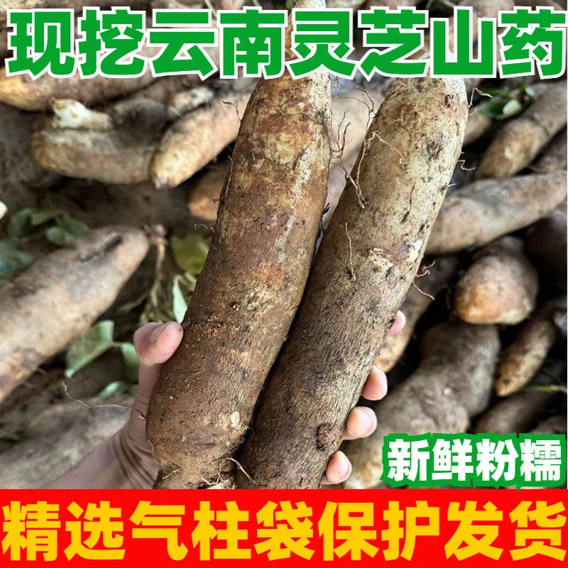 正宗云南灵芝山药新鲜软糯蔬菜大根秤砣山药非淮山小白嘴铁棍山药