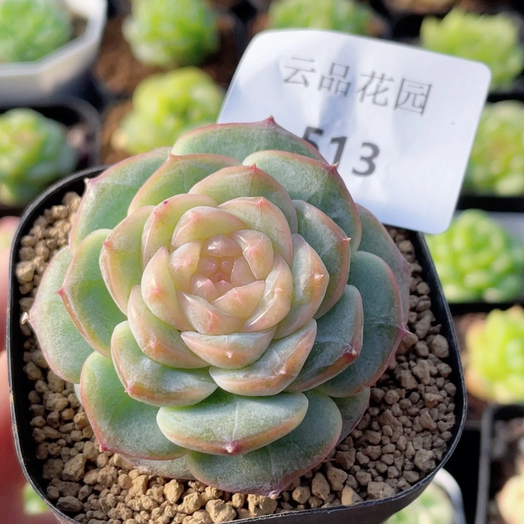 513号糖心冰心珍妮 冻唇蜜