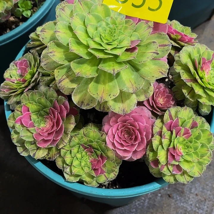 多肉植物福利来533个