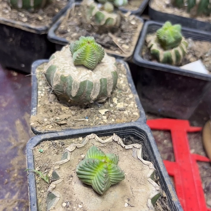 2515号草球嫁接五星花笼