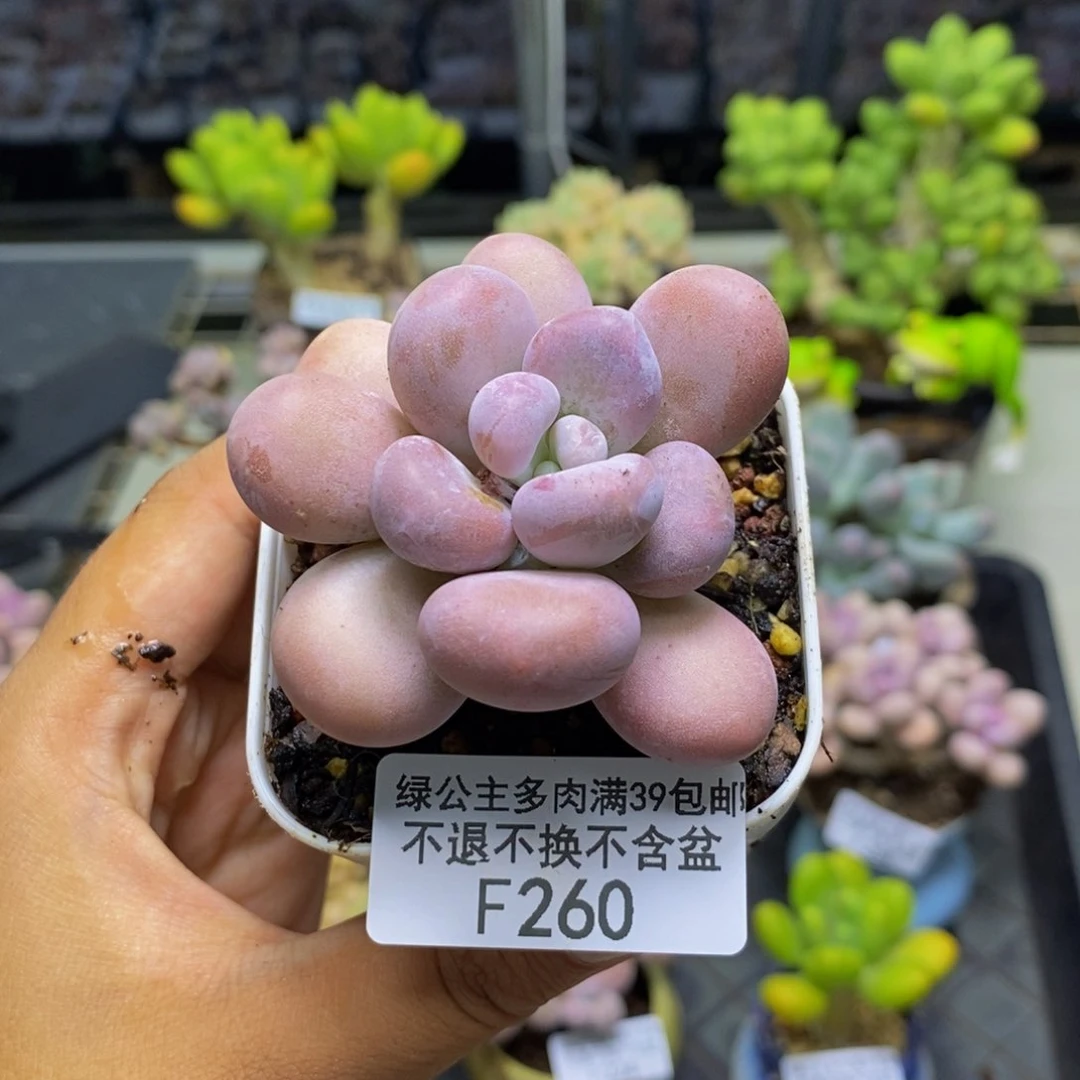 N****O260达摩奶多肉5c m