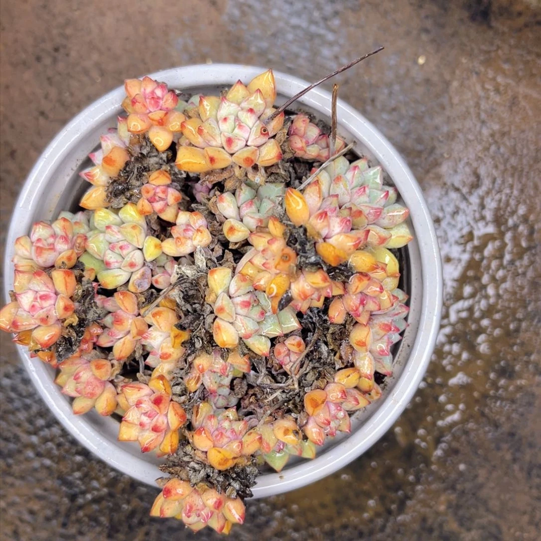 86号七彩宝石。