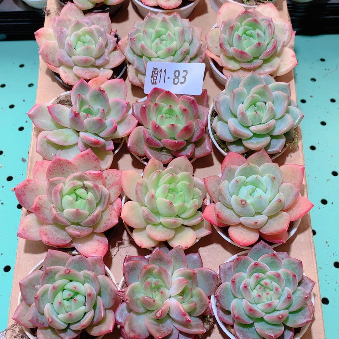 11-83一物一拍多肉带盆18颗