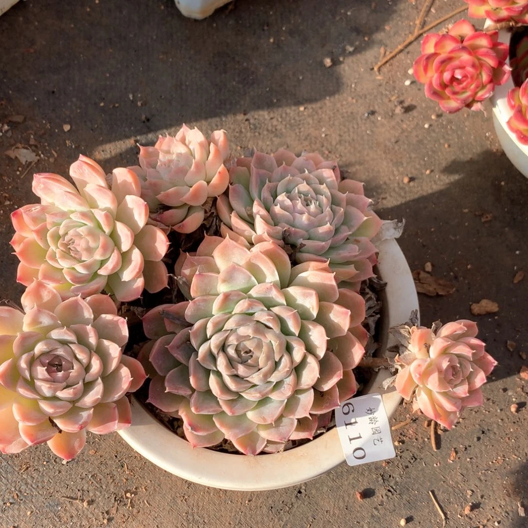 余**口3110不包掉头整散特价处理不售后