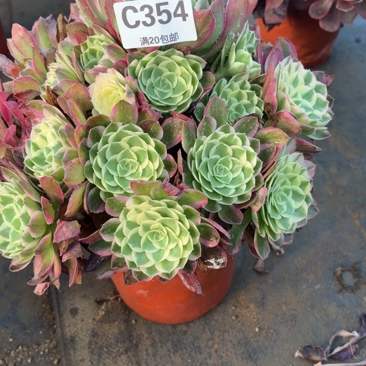 多肉植物 354 海王,