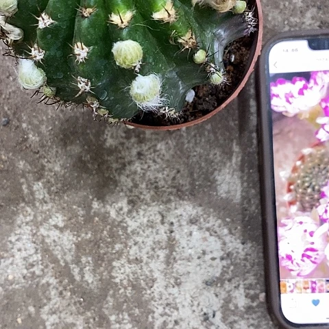 妖蝶丽花，5公分左右