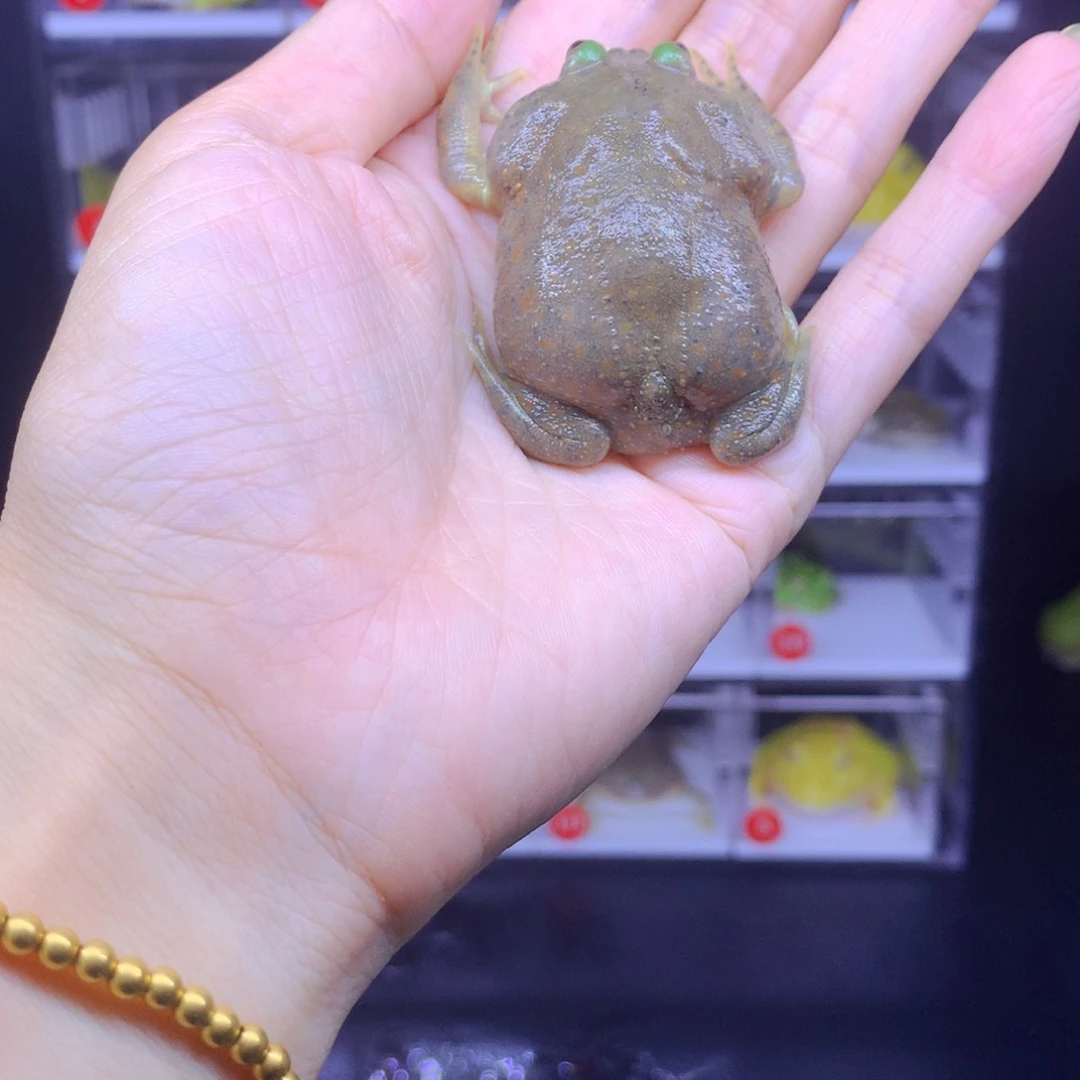 角蛙闪购角蛙专拍链接 小丑子