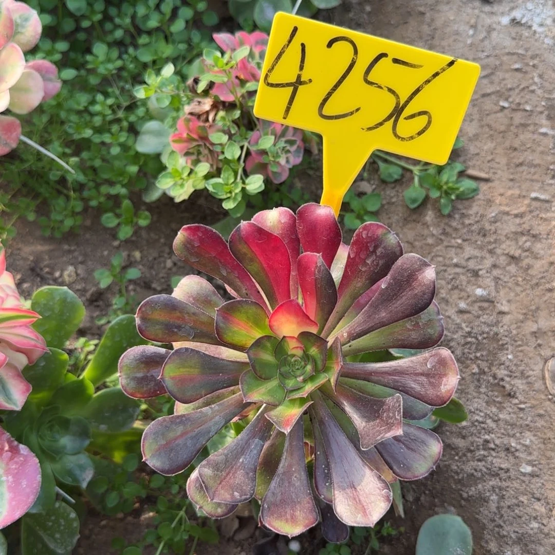 4256+--花蝴蝶嫁接的
