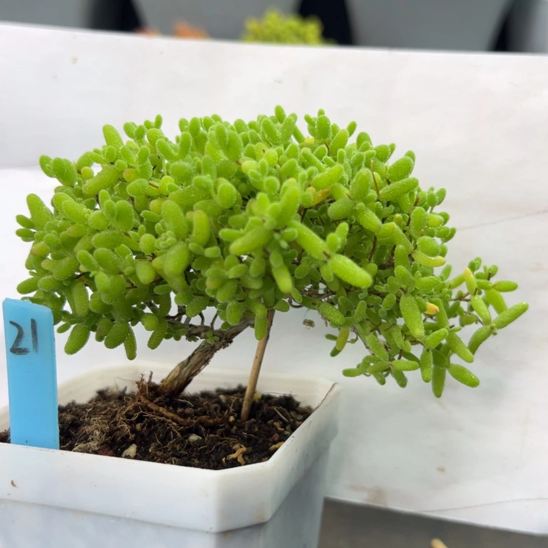 悬崖桩蜜橘糖球21号