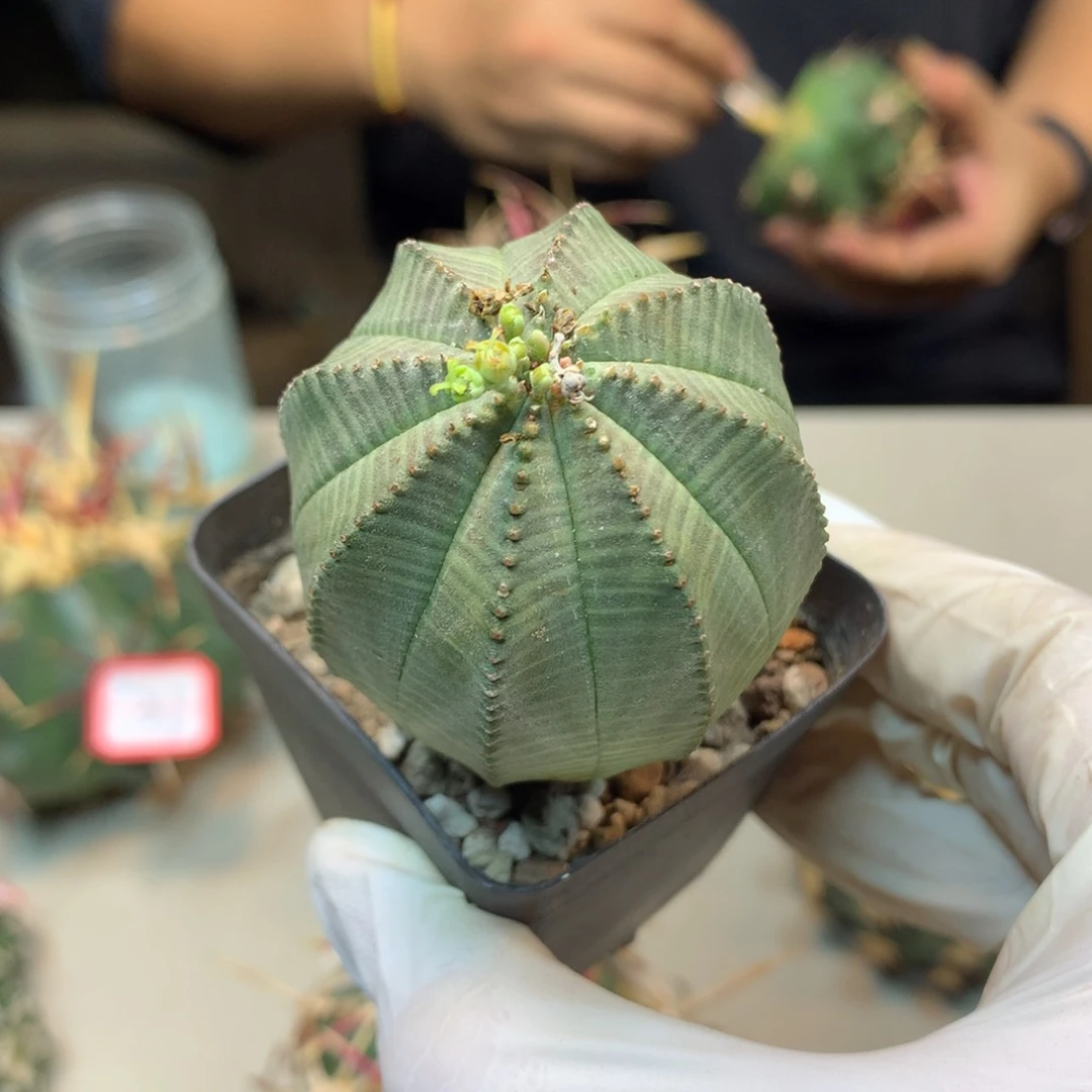 乒***     35号 实生欧布4.6公分