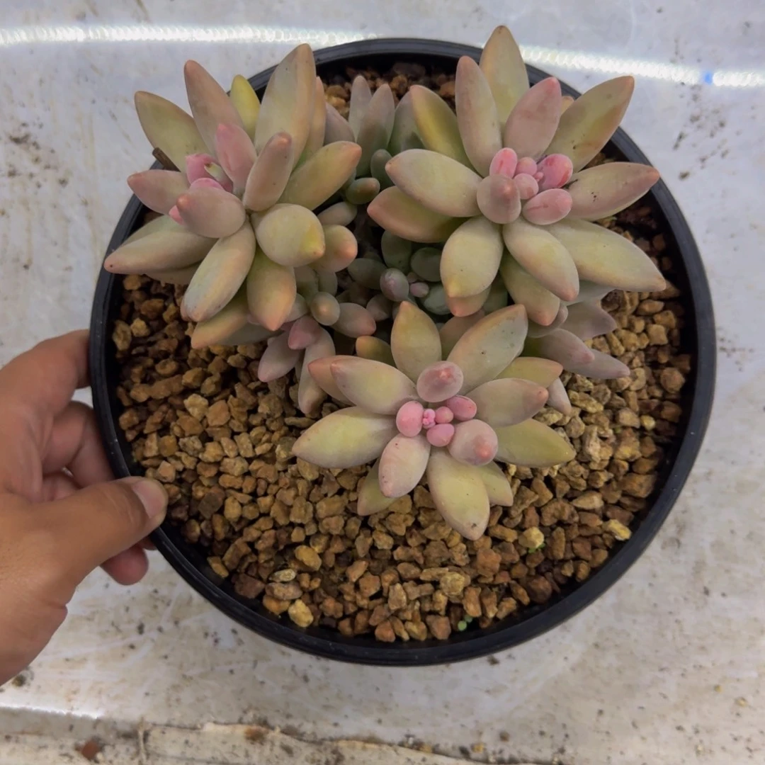 白兰地 群生 一物一拍