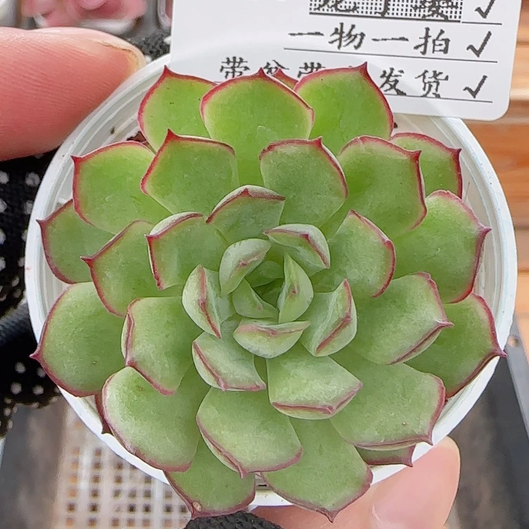 多肉0722-207荷花