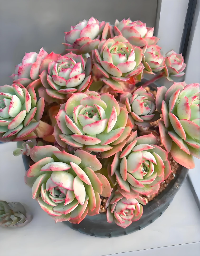 克罗地亚玫瑰 多肉植物绿植  鲜花盆栽基地 源头栽种易活