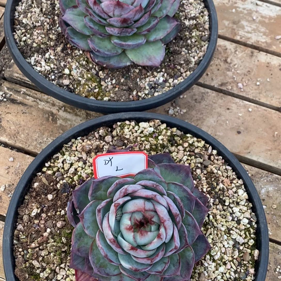 惊鸿仙子1217-01（L）