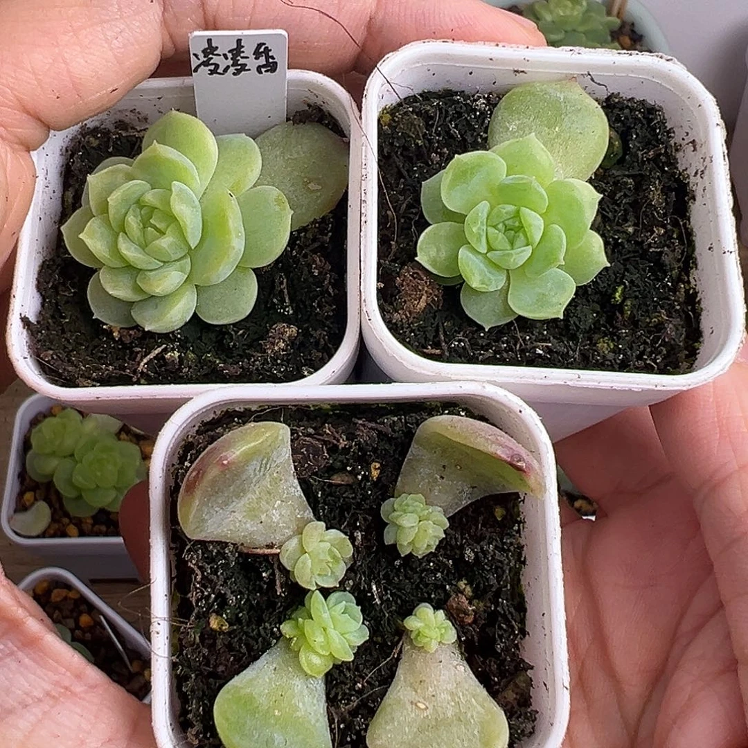 三盆凌凌香福利。