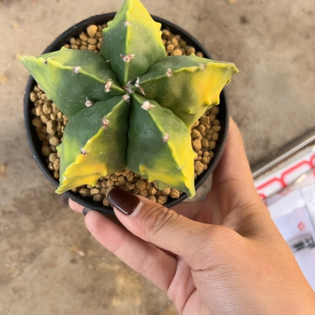 林****实生鸾凤玉一物一拍