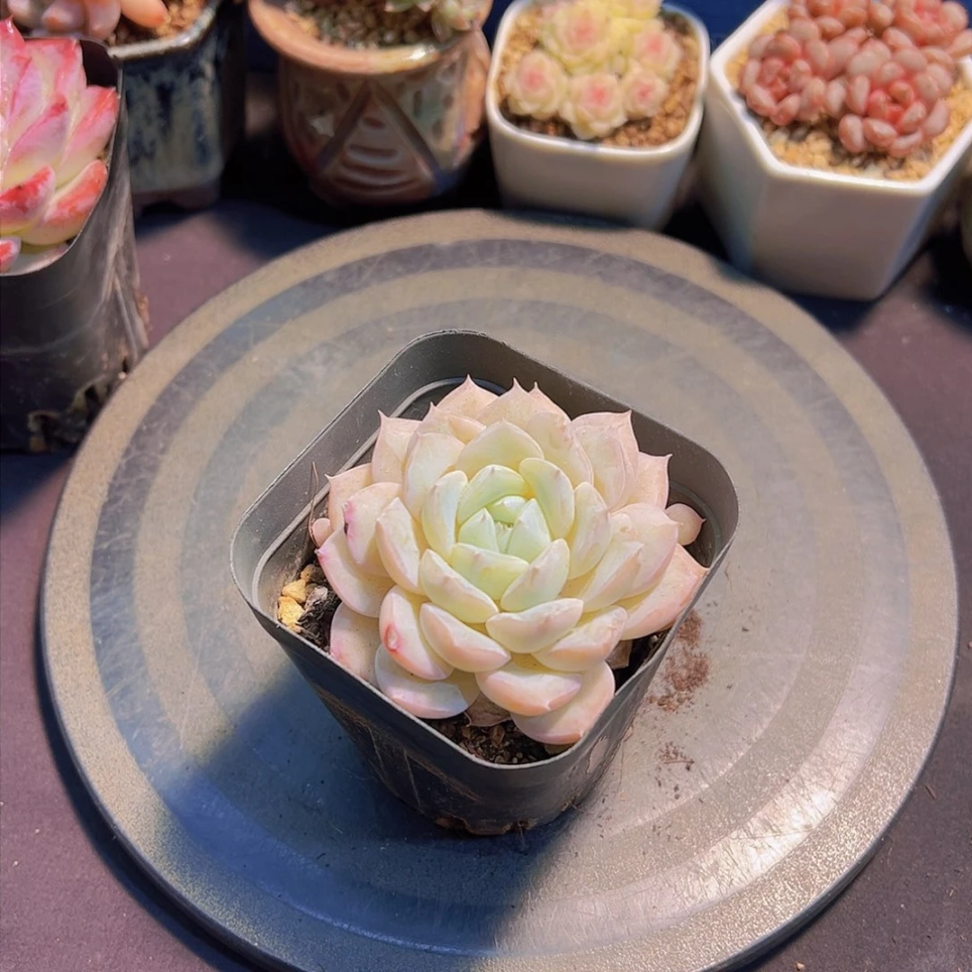 布**寳山茶花，多肉植物，