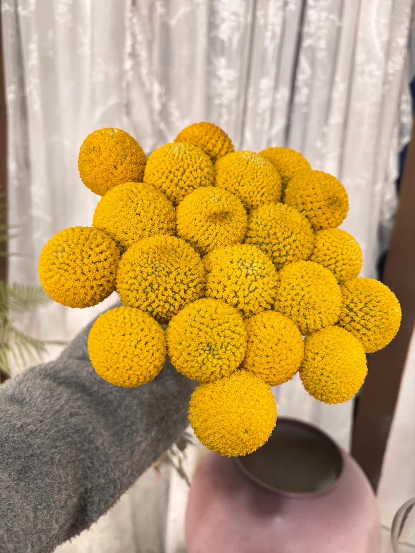 【超大号黄金球】黄金球鲜花花束15支   可做干花
