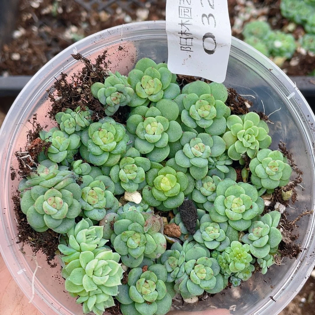 多肉植物多肉植物32
