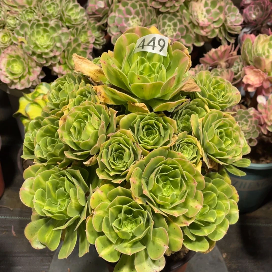 翡翠琉璃多肉植物