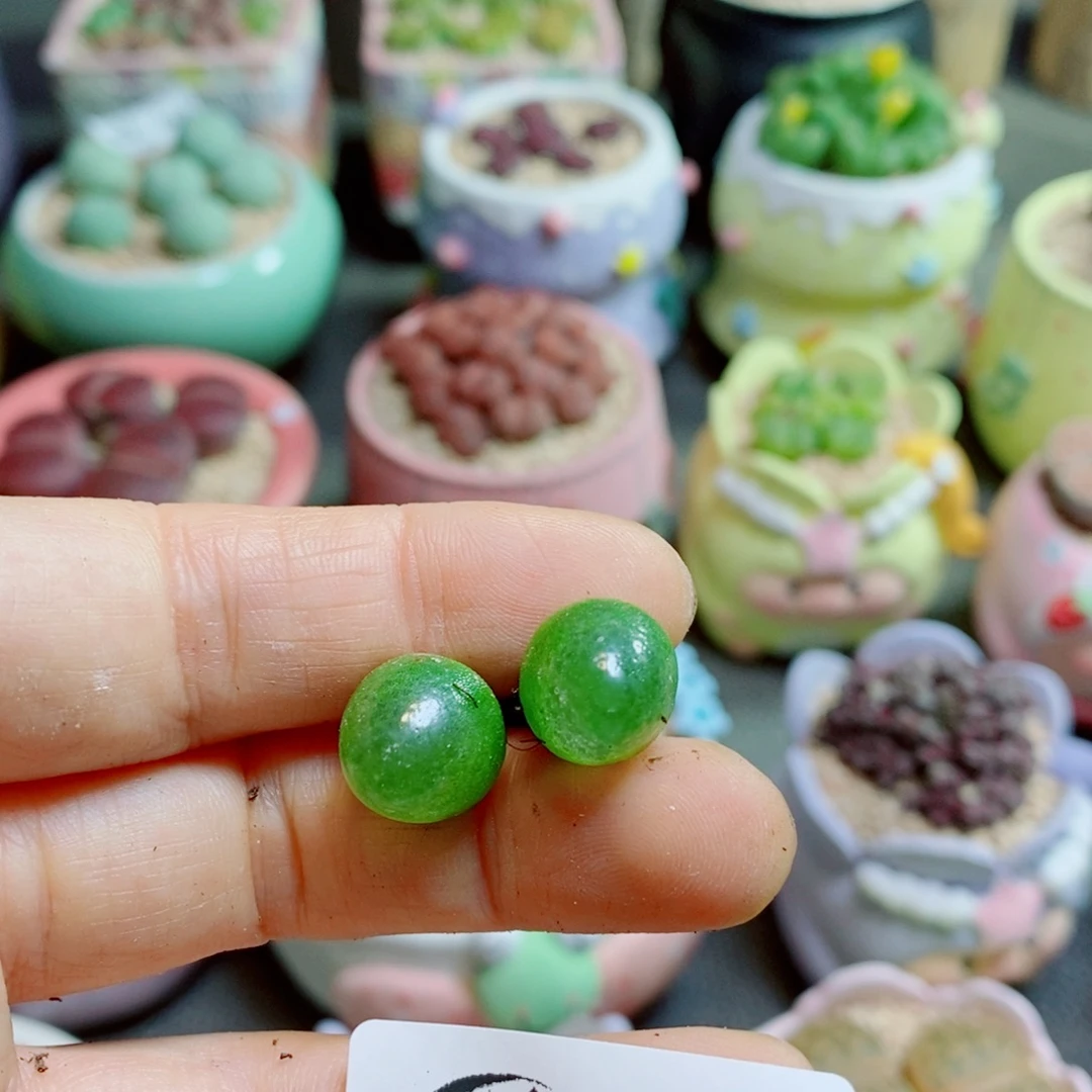 y***ㅤ生石花哈哈哈哈653