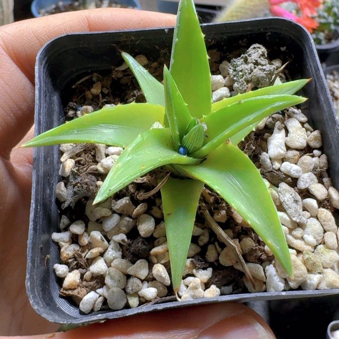333辉山沙漠凤梨脱土发货