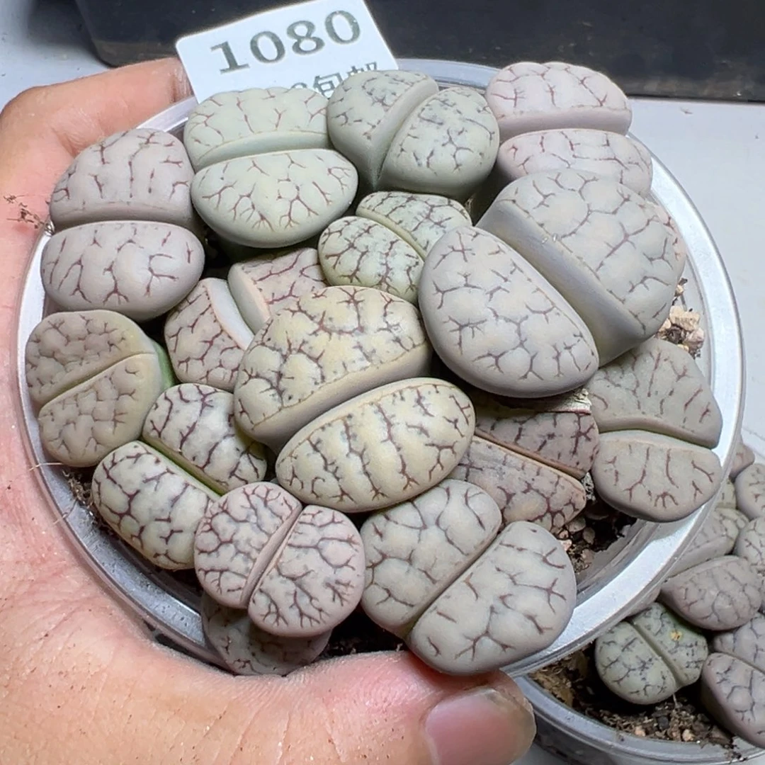 【闪购商品】 1080。