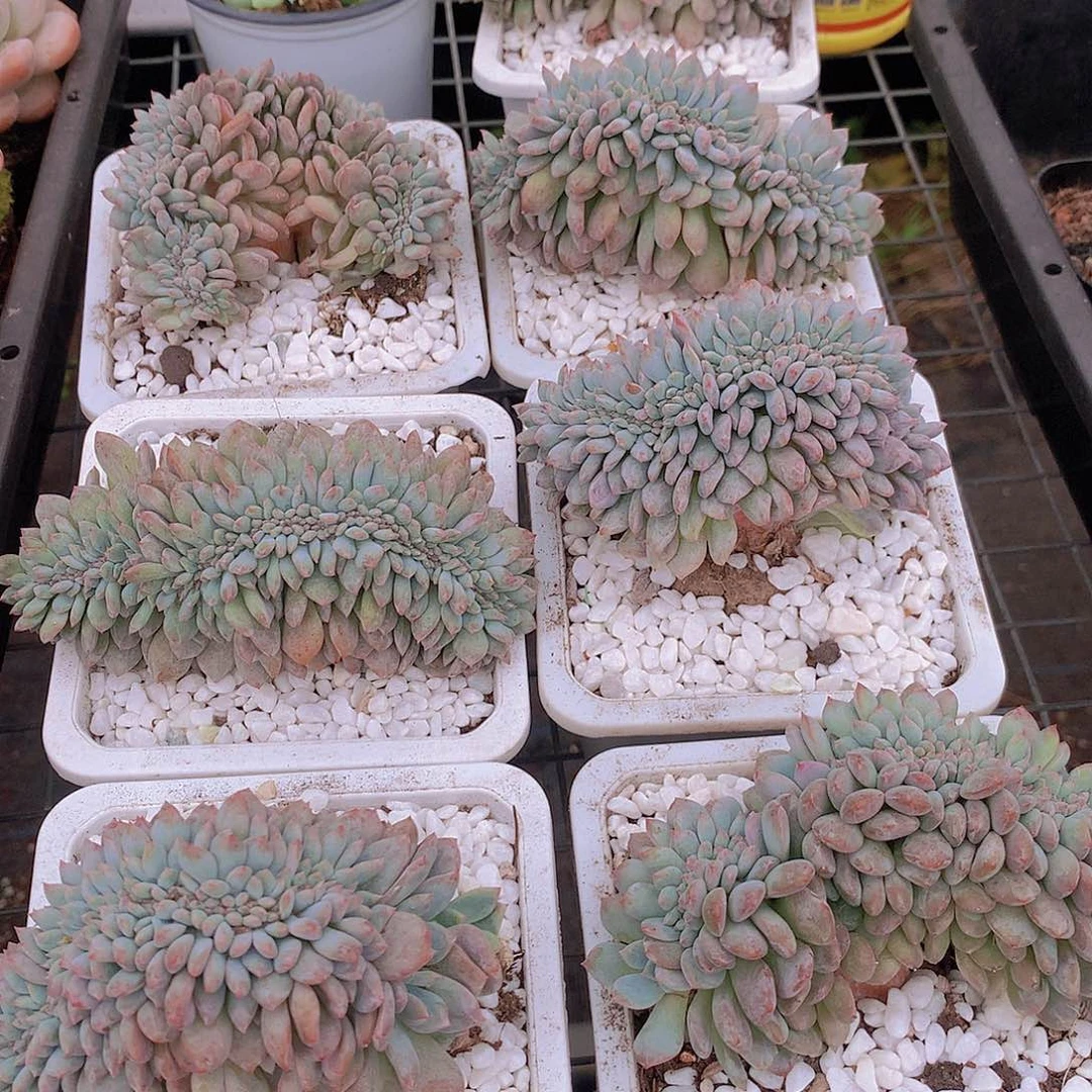 石榴籽缀化4678990“pppppp