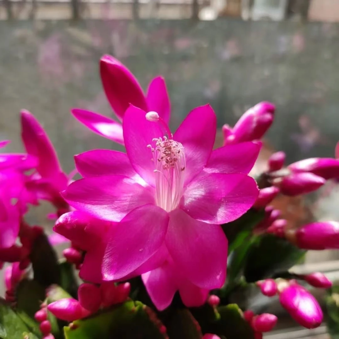 【砂轮紫】蟹爪兰带花苞花苗盆栽室内外阳台多肉花卉绿植四季