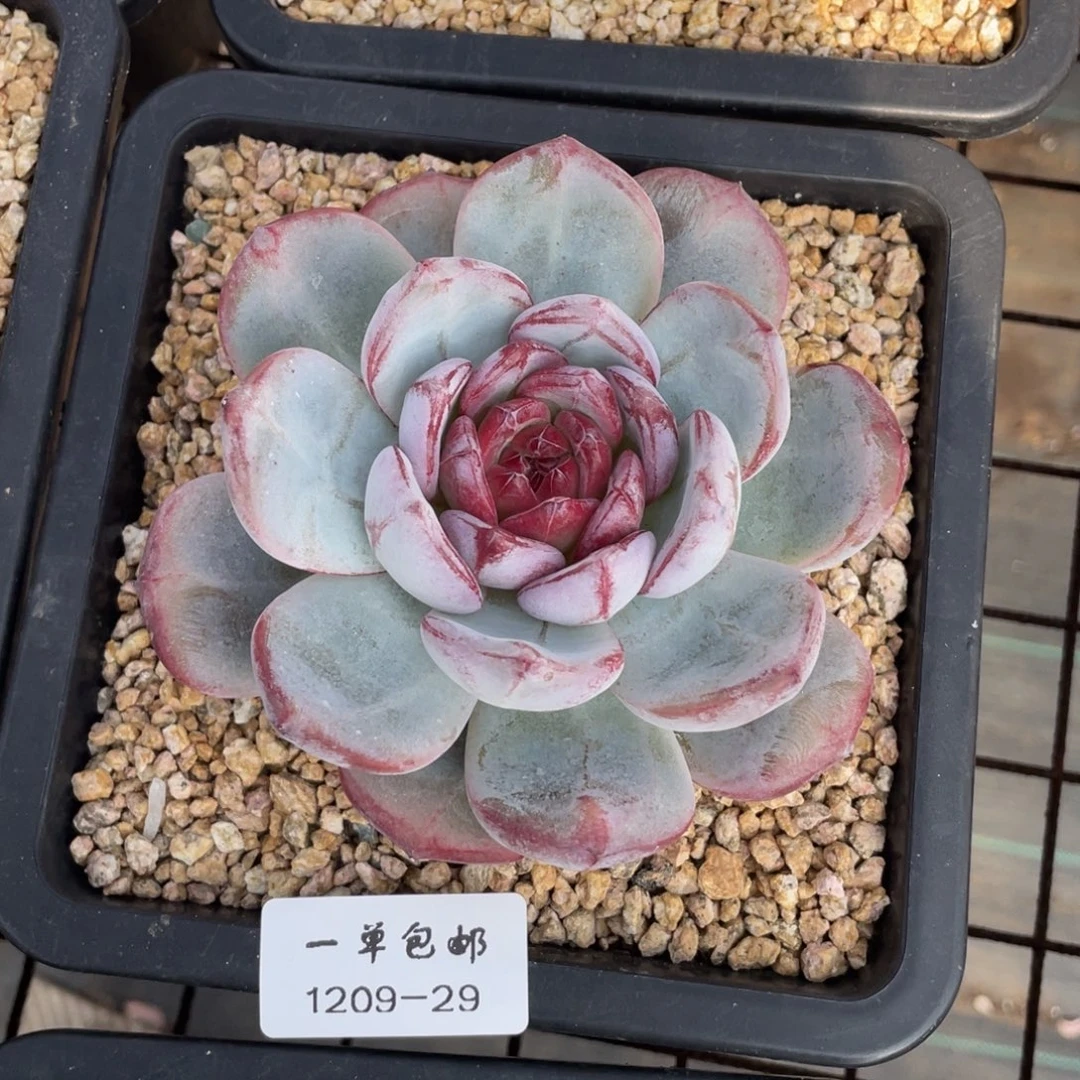 1209-29-长相思，。。。。。。