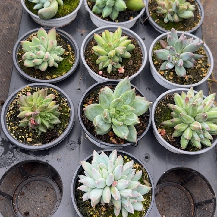 小***）563多肉植物一物一拍