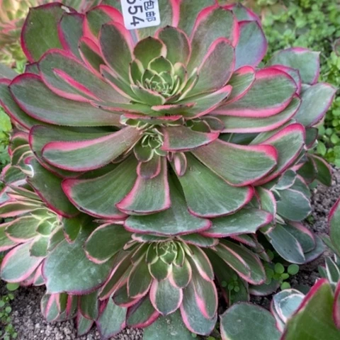 654粉花妖满25包邮多肉