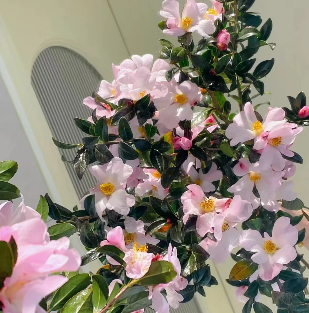 【山楂花】云南基地直发鲜切花