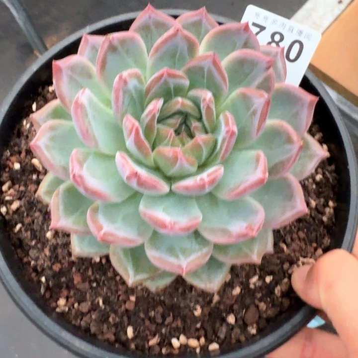 红鸾            多肉植物