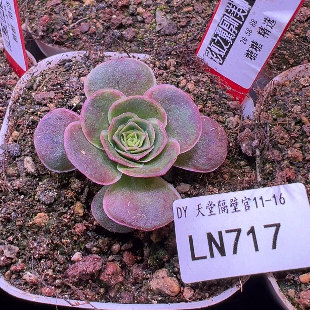 LT717 彩虹之翼厚叶美娜