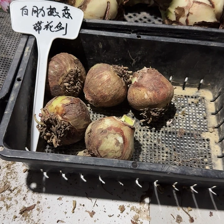 白肋热恋朱顶红一棵5+带花剑