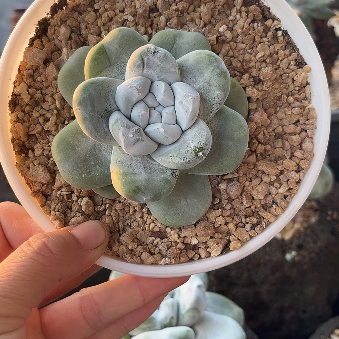 小鹿多肉一物一拍9856