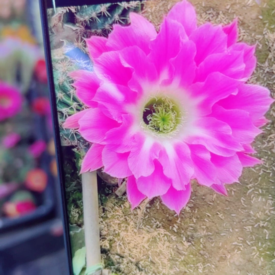 下69彩草A314 歪无根侧芽4公分左右20包邮