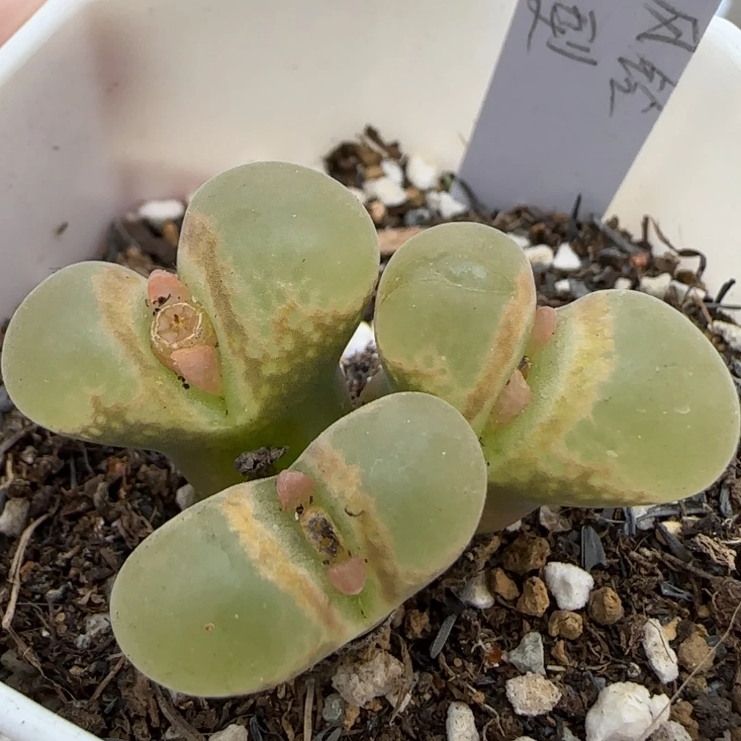 1.20 上播福利 大型红风铃 6002