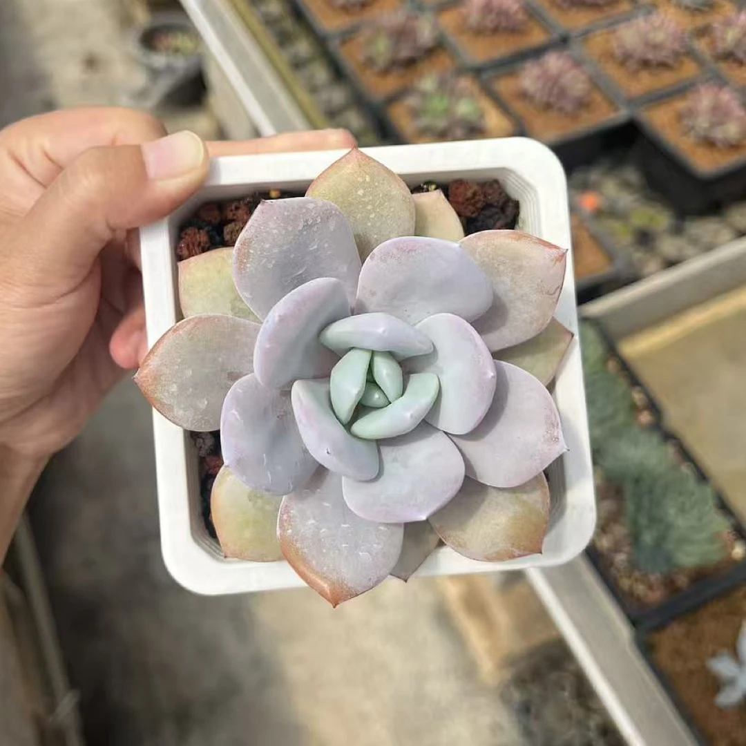 精控韩版奶茶一物一拍
