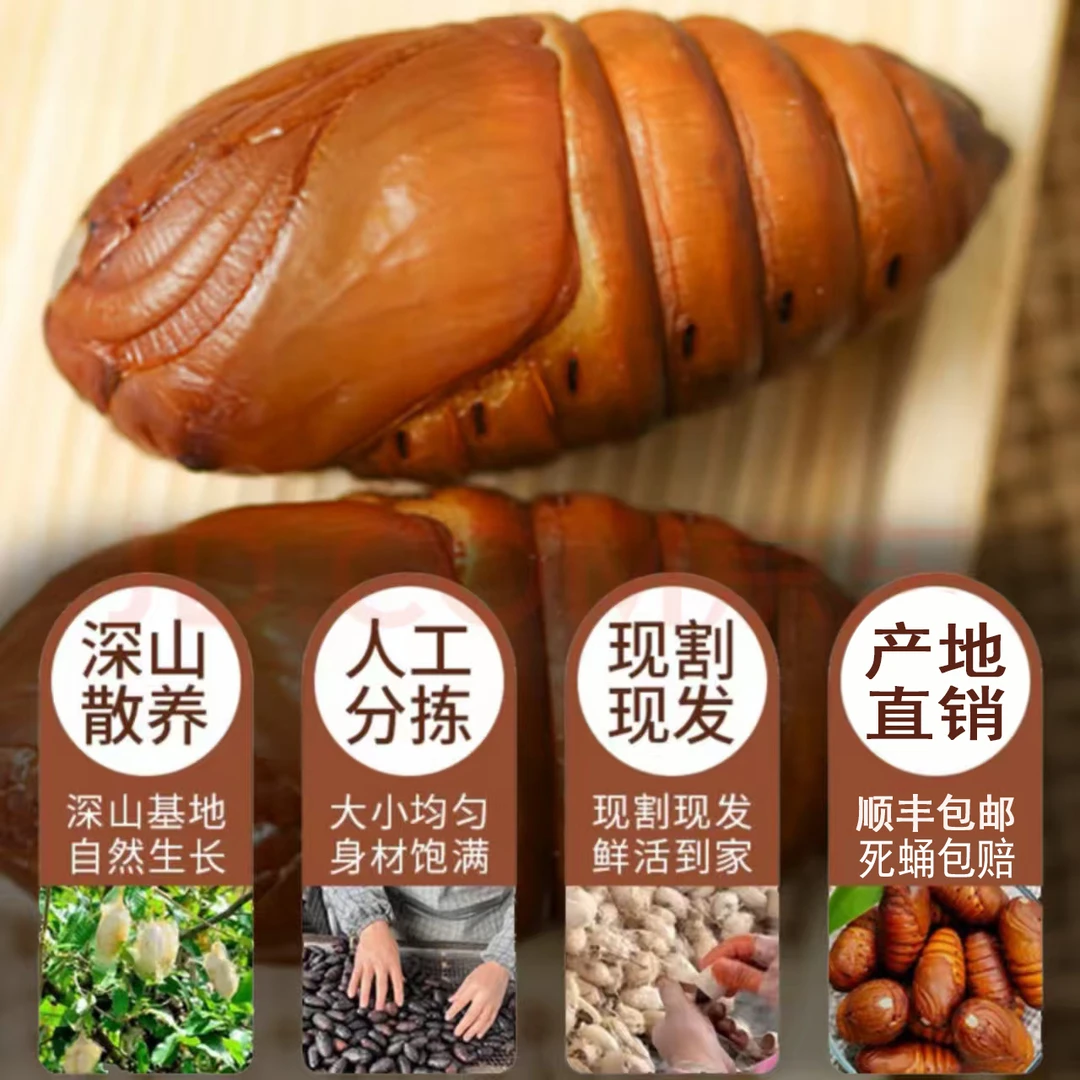 小黄东北特产新鲜柞树活茧蛹 顺丰包邮