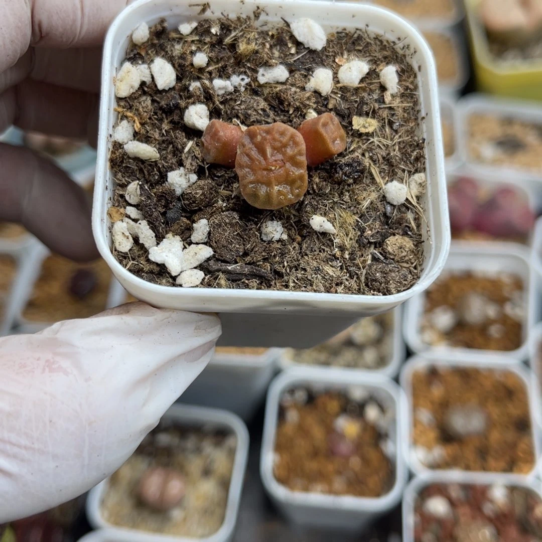 多肉植物一物一拍36