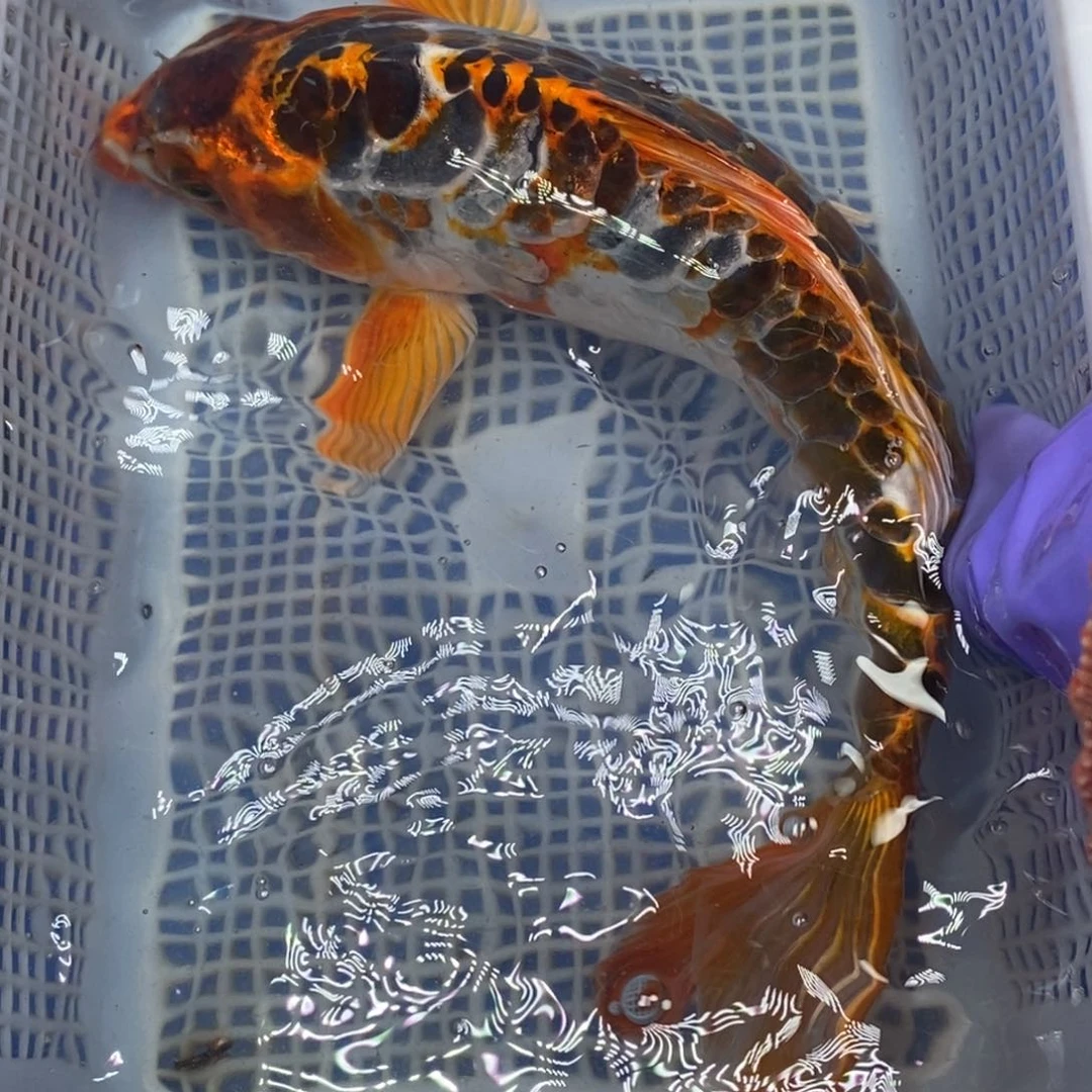 锦鲤冷水锦鲤包邮