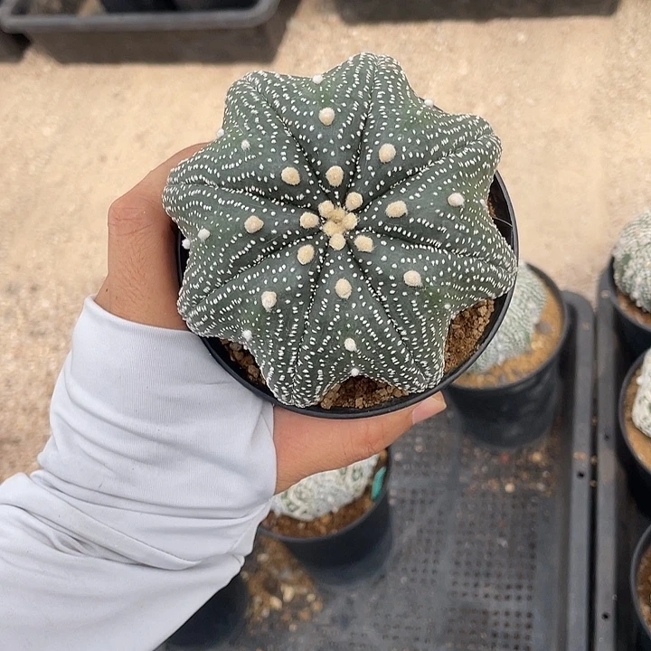 泰奇海星微瑕疵特价