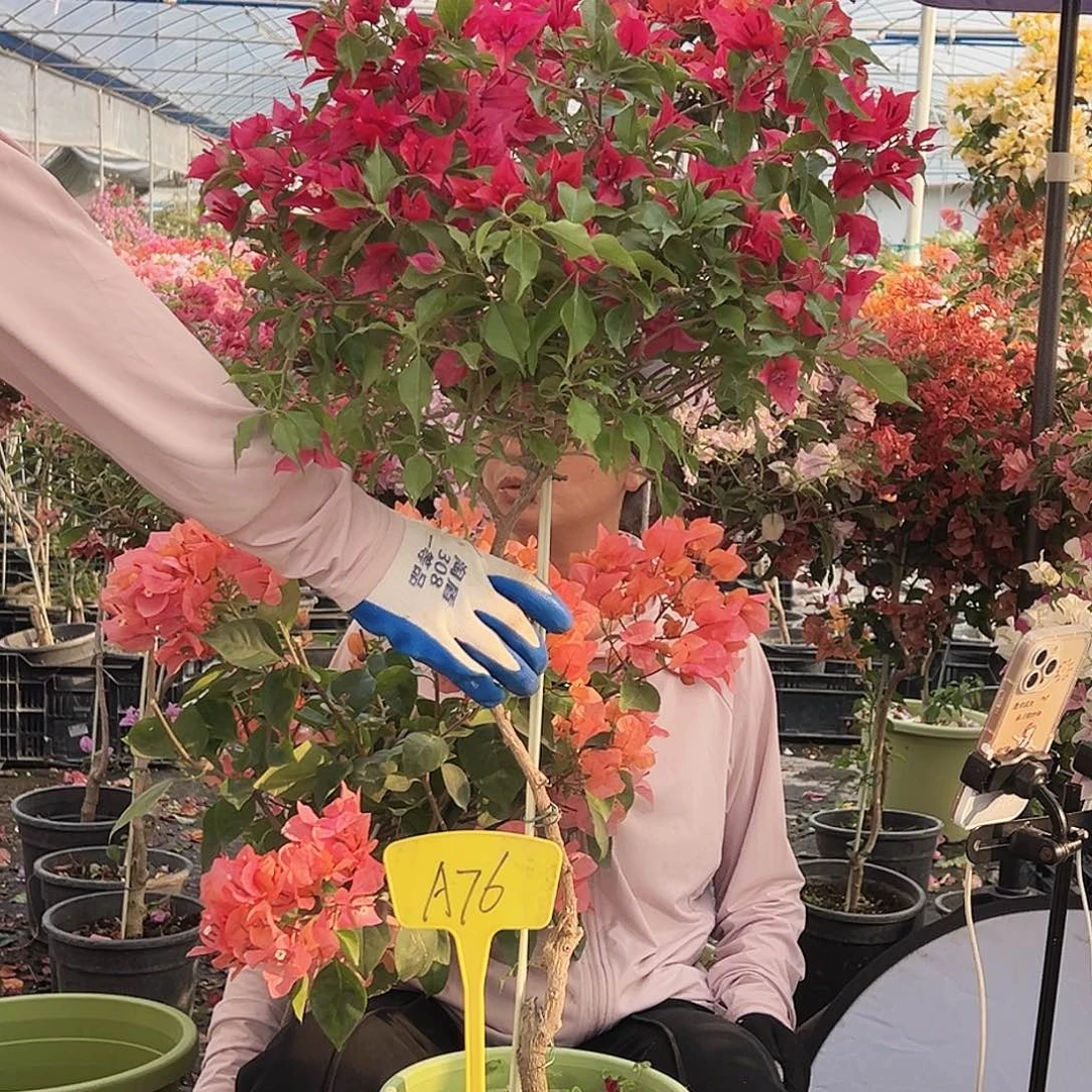 长***胜大部分花苞少量开放A76酒红桑巴